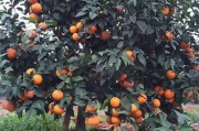柑橘盆栽種植方法技術(shù)要點(diǎn)（柑橘盆栽種植方法技術(shù)要點(diǎn)視頻）