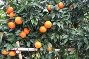 柑橘亞科分類(lèi)（柑橘科水果關(guān)系圖）