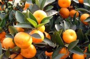 柑橘木虱危害癥狀圖（柑橘木虱的主要危害是什么）