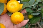 中藥治療柑橘潰瘍?。▽?zhuān)治柑橘潰瘍病的藥）